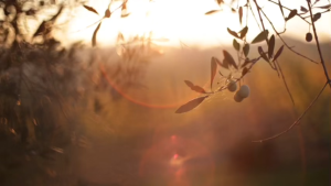 Guerrieri Guerriero Nero 2019 750ml 14% Red Wine