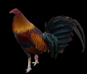 GÀ ĐÁ CAO CẤP MỸ VIỆT . 10 TRỨNG GÀ ẤP NỞ CON GIỐNG .TẶN THÊM 2 TRỨNG  .