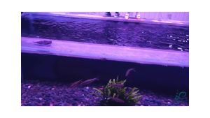 Batu Koral Hitam Kecil Batu Alor Hitam Hiasan Taman & Aquarium 500gram dan 1kg