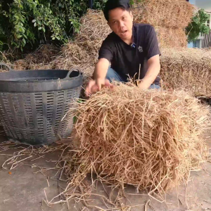 ฟางข้าวอัดก้อน 5 กก. สำหรับนั่ง การเกษตร เลี้ยงสัตว์ ส่งจากนครปฐม หน้าไร่มาเองเกี่ยวใหม่ รายทุกเดือน