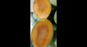 Bibit Mangga Manalagi Super Hasil Okulasi