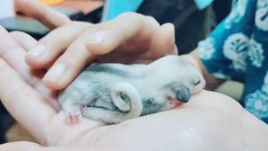 Sugar Glider Feeding Equipment /蜜袋鼯喂食器