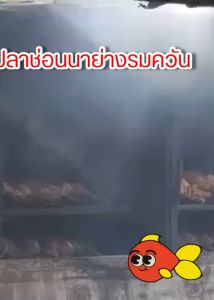 ลดราคาพิเศษ ปลาช่อนนาย่างรมควัน ปลาช่อนรมควัน ปลาธรรมชาติ ย่างใหม่ทุกวัน หอม กรอบอร่อย  นน.500 กรัม 6 ตัวช่วงนี้มีปลาขนาดกลาง มีของแถมทุกกล่อง