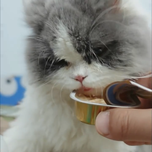 35g Twin Fish/Like Fish Pet’s Food/Canned food for cats & small breed dog