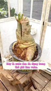 nước đen cung cấp dưỡng chất phát triển cho cây . hàng chính hãng