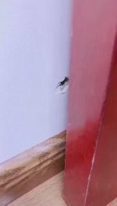 Pasta Dinding Tembok / Wall Repair Krim Nambal Retak Lubang Dempul Waterproof Plamir 250g