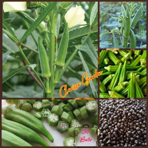 BIJI/BENIH SAYURAN OKRA HIJAU (REPACK)