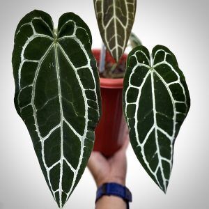 Anthurium Crystallinum Dark FormRare plantAroid Rare Indoor Plant Seeds  Aroid Plant Varieties Set Of Anthurium Seeds - Lazada | Lazada