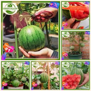 Green House® - Red Dwarf Watermelon Seeds Fruit (10 Seed) incl. Planting Instructions for Planting Melon Plant Seeds