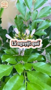 1kg Lá nguyệt quế (Gia vị nấu ăn lá thơm bay leaf)