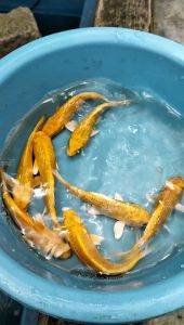 Koi Fish Ikan Koi Golden Ikan Hiasan Live Fish Aquarium - West Shipping - Monday to Thursday Delivery - Warranty Included