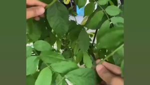 คลิปหนีบต้นมะเขือเทศ 2รูปแบบ 5ชิ้น/แพ็ค กิ๊บหนีบกิ่งไม้ คลิปหนีบต้นไม้มะเขือเทศ ห่วงพลาสติกรัดต้นไม้ เถาวัลย์ ดอกไม้ แบบใช้ซ้ํา หนีบไม้เลื้อย อุปกรณ์ช่วยงานในสวน