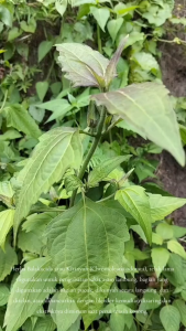 Daun Kirinyuh Segar / Daun Marenggo Segar / Daun Kopasanda Segar Herbal Alami