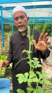 Biji tembikai kuning Sesuai untuk ditanam di balkoni pasu bunga atau terus di dalam tanah boleh ditanam sepanjang tahun Benih tanaman rumah taman