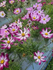 เมล็ดพันธุ์คอสมอส cosmos แฟนซี