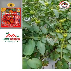 Benih Bibit Tomat Mawar Tomat Ranti Tomat Sambal Tahan Virus F1 20 Biji