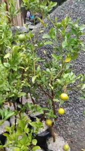 Bibit Jeruk Siam Madu: Cara Mendapatkan Buah Banyak