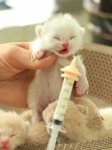 จุกนมแมว จุกนมลูกแมว จุกนมกระรอก มีรู ใช้ได้ทันที ไซริงค์ป้อนนม จุกป้อนนมสัตว์ จุกนมซิลิโคน