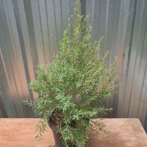 สนไล่ยุง ในกระถาง 5.5นิ้ว ต้นสนไล่ยุง ต้นสนแอฟริกา ต้นสนหอม สนหอม  พร้อมแตกรากแล้ว