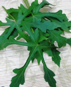 Daun gedi segar petik langsung organik