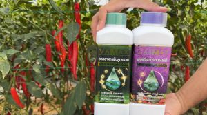 1 แถม 1 ปุ๋ย VAMAX+CABMAX