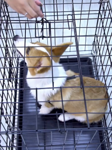 Stylish Heavy Duty Pet Collapsible Cage With Removable Poop Tray Indoor Outdoor Cage Pets walk