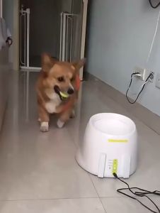 Đồ chơi bóng tennis cho chó mèo bằng cao su (mẫu mới) - Hara Pet Store