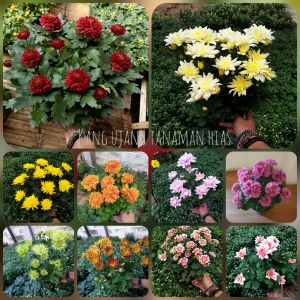 PAKET 10 WARNA BUNGA KRISAN ASTER ( ISI 10 WARNA ) BELI 5 GRATIS 1 TANAMAN RANDOM MURAH DAN GRATIS ONGKIR | BAYAR DITEMPAT ( COD ) TANAMAN HIAS HIDUP . PUPUK NPK PUPUK ORGANIK KANDANG HIDROPONIK . BUNGA KRISAN ASTER SUDAH BERBUNGA | ESTHER | CABE RAWIT