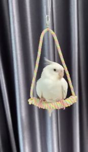 ชิงช้านก ของเล่นนก เชือกติดกรงนก ทำจากเชือกล้วน มีหลายสี