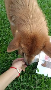 บิสกิตน้องหมา เบอรี่รวม โยเกิร์ต บำรุงสุขภาพ ขนมหมา คุกกี้น้องหมา บำรุงร่างกาย ขนมสุนัข สติ๊กน้องหมา