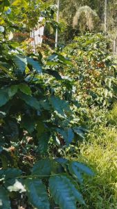 [Coffee Icon] Taiwan Alishan ZHEN 5 JI Estate Specialty Natural Coffee Icon Mic Lot 