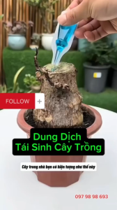 Dung Dịch Phân Bón Cây Cảnh Tăng Trưởng Mạnh Phục Hồi Cây Cảnh & Bonsai Sen Đá Hoa Lan– Kích Rễ Kích Nụ 6 Ống
