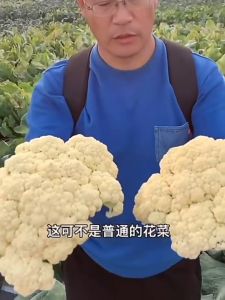 CAULIFLOWER SEEDS (200 seeds) 45 Days-Organic Cauliflower Vegetable Seeds