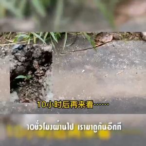 แท้💯 กำจัดมด ยาฆ่ามด 蚂蚁药 10ถุง เหยื่อกำจัดมด เหยื่อมด ฆ่ามด อาหารกำจัดมด มดตาย ผงฆ่ามด มด ฆ่ามด Ant Bait