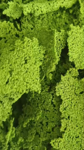 {สินค้าใหม่ ลดพิเศษ} ไข่ผำอบแห้ง ฟาร์มลุงโบ คุณภาพดี **พร้อมจัดส่ง**