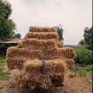 ฟาง ฟางข้าวฟ่อนใหญ่ หนักเฉลี่ย15-20 กก. ส่งจากนครปฐม ราคาหน้าไร่มาเอง ไม่ชื้น ไม่เก่า ฟางข้าวอัดก้อน