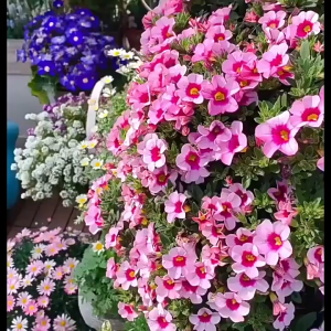 ดอกไม้ผลิฤดูใบไม้ผลิดอกทานตะวันนักเรียนทานตะวันเด็กปลูกต้นกระถางต้นไม้ดอกทานตะวัน