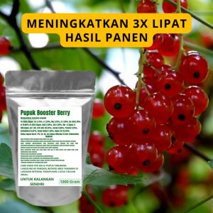 Pupuk Booster Berry Pelebat Organik Cepat Berbuah Lebat Besar Anti Rontok Pembesar