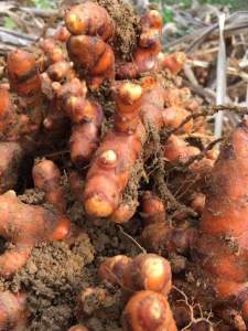 Nghệ đỏ 20 củ làm giống