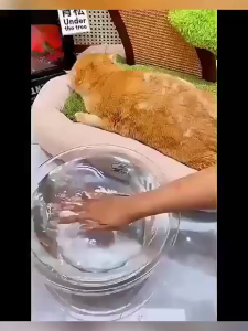 3 in 1 Pet Steam Brush Electric Spray Dog Cat Steam Brush Massage Pet Grooming Hair Brush