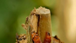 เอ็มดี บิว แล็ป ตรา เอ็มดียิ้ม 2024