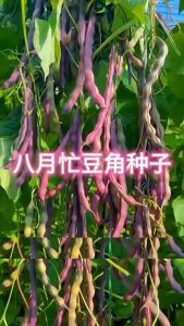 Biji Benih KBiji Benih Kacang Buncis Ungu Memanjat  (12 Seeds) /紫红四季豆籽/Purple French Bean Seeds