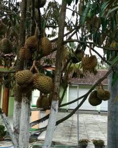 BIBIT DURIAN MONTONG Aneka Bibit Unggul NIRWANA