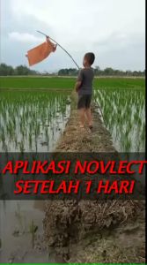 Novlect 120EC 500 ml/Obar Rumput Novlect 500 ml/Racun Rumput Herbisida Novlect 500 ml