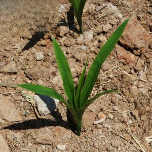 Plastic Leaf Artificial Corn Plant High Simulation Cereal Decorative Fake Flower Home Decoration Vase Arrangement