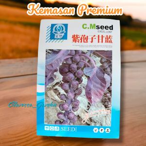 (KEMASAN PREMIUM) BIJI/BENIH BRUSSELS UNGU SPROUTS (isi -+1000 butir)