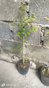 Cây hồng quân 60k. Cây khoẻ. dễ chăm. cây gieo hạt. Trồng lấy trái