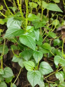 jual daun sirih cina segar per 500 grn