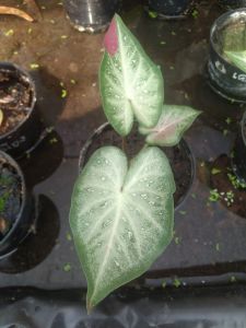 บอนสีสวยๆ ไม้ใบสีสันสดใสจัดส่งทั้งกระถาง