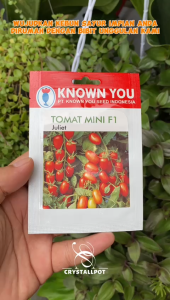 Benih Bibit Paprika F1 Merah Red Star Known You Seed - KYS PAPRIKA F1 RED STAR